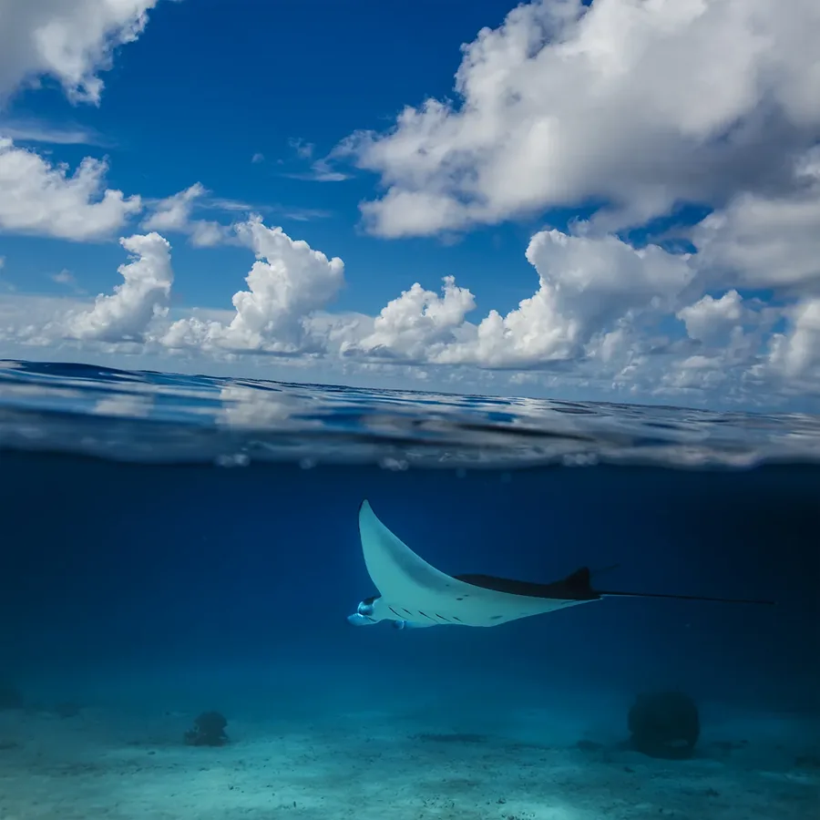 A manta ray gliding through clear blue water just below the surface